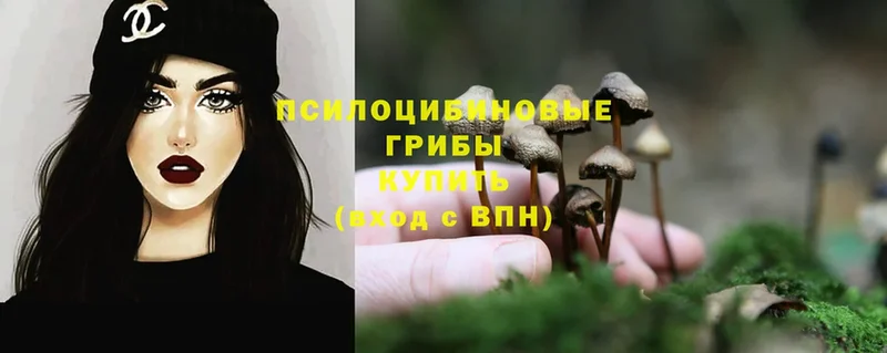 где продают наркотики  Выкса  Галлюциногенные грибы Psilocybe 